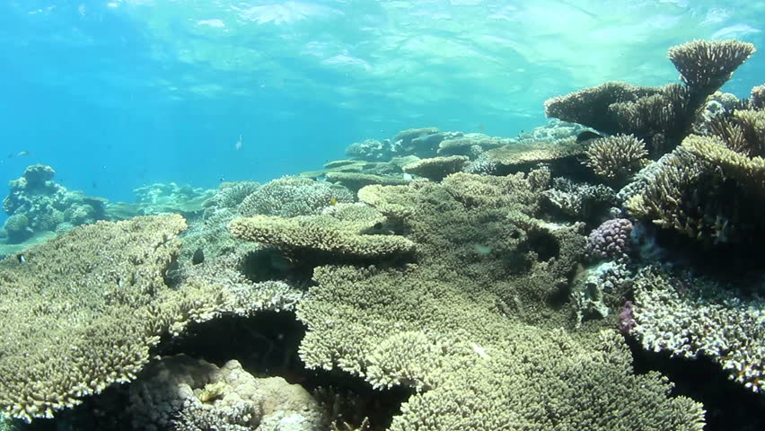 Tropical coral reef and small fishes, shallow water, in the Red Sea.