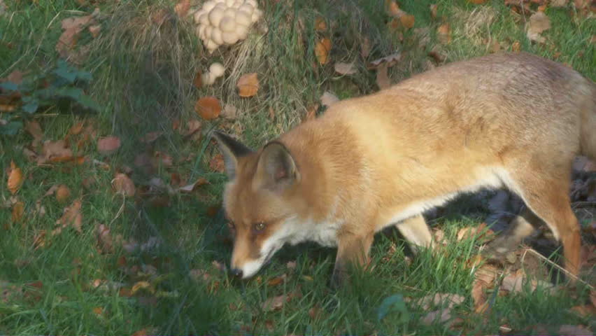 fox