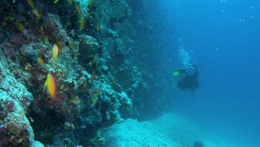 diving woman swimming towards the camera high definition video