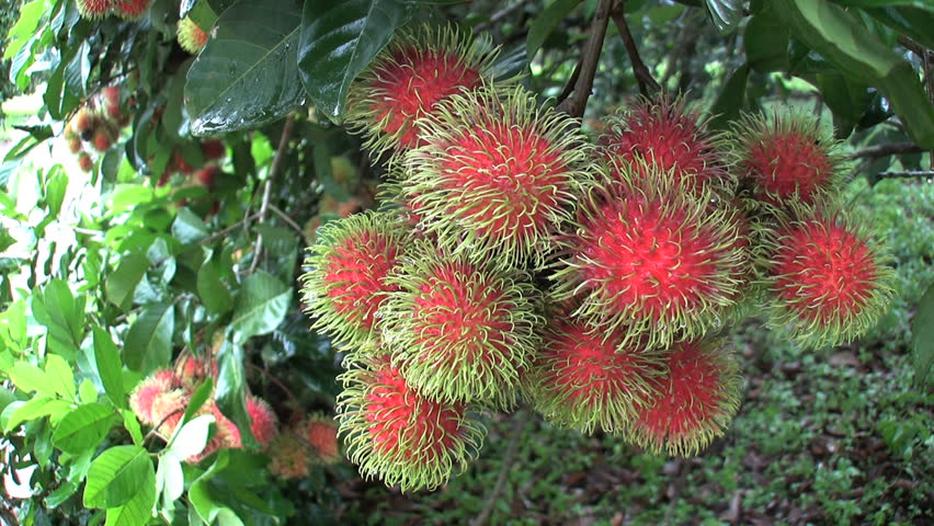 A close up shot of ripe Rambutan fruit hanging in an orchard in Chantaburi, Thailand.