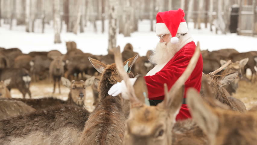 Santa Claus feeding deer on a deer farm