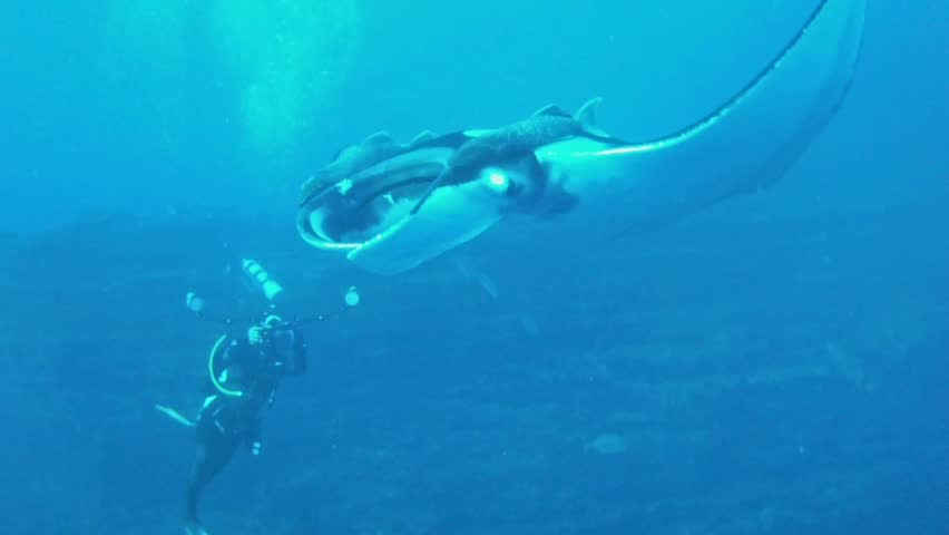 Manta and photographer on the reef