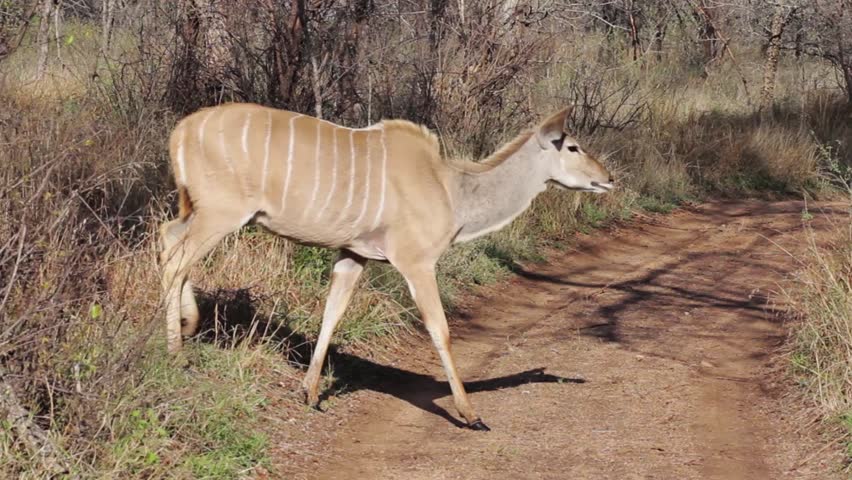 Female Antelope