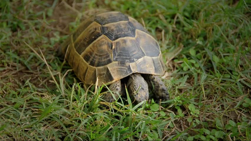 spur-thighed turtle eating