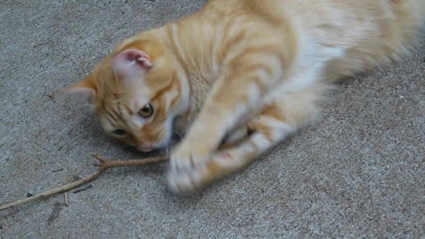 Red Tabby Cat playing with a stick