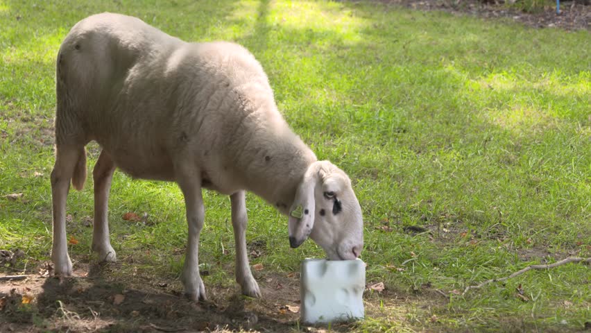 Home salt lick