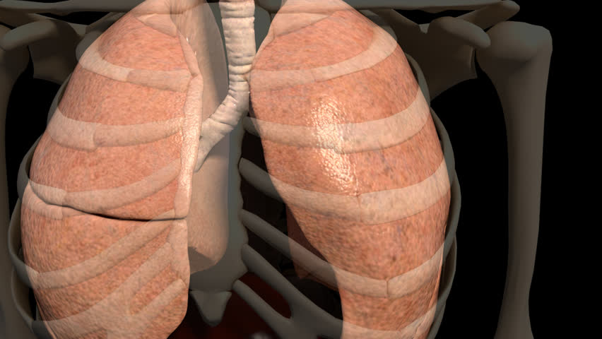 A visualisation of the pulmonary system of the body at work displaying the expansion and deflation of the lungs and rib cage during breathing