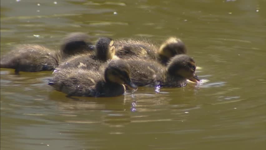 ducklings swimming (anas platyrhynchos)