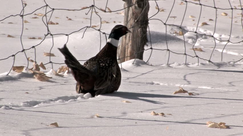 Ring Neck Pheasant rooster walking through deep snow near a country farm fence. Wildlife game bird with long colorful tail feathers. 