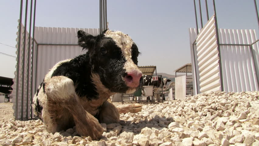 Just born calf stands up