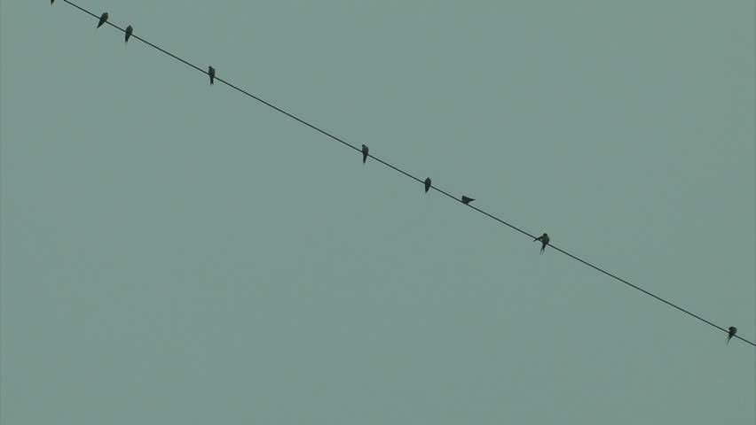 The Swallows standing on the wire