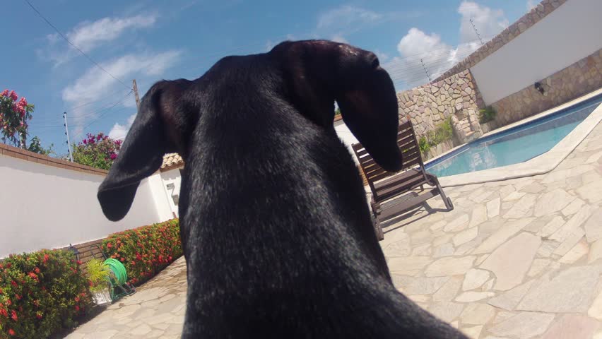 Time-lapse of Dog walk to Beach with Dog Cam