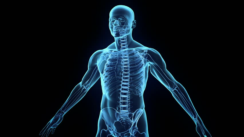 Human internal organs coming into place