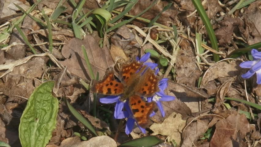 Glory-of-the-snow (chionodoxa) with Comma butterfly (Polygonia c-album) and honeybee