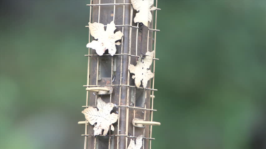 Bird Feeder