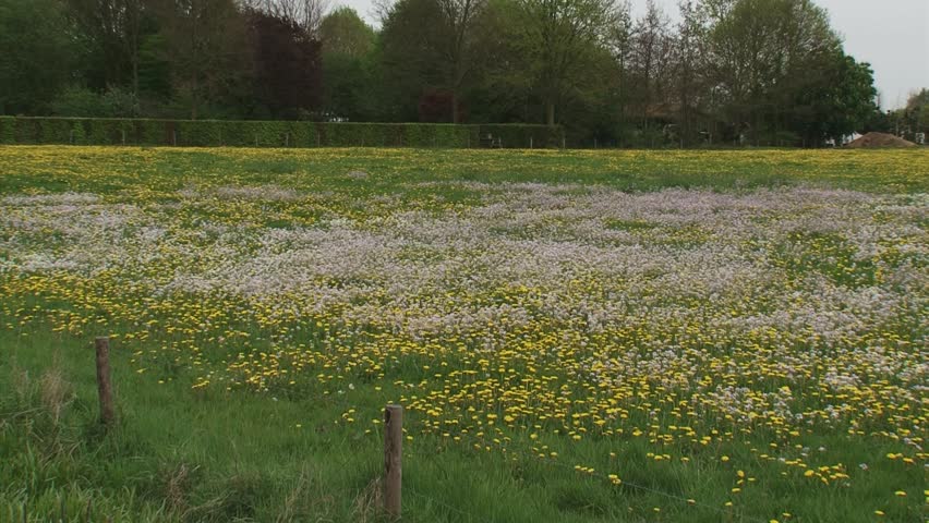 pan + hold pasture coloured with cuckoo flower (Cardamine pratensis) and Dandelion (Taraxacum officinale)
