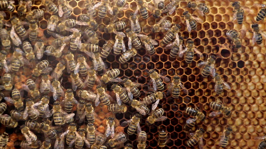 Honey and bees

Description: Honey bees on the honeycomb.
