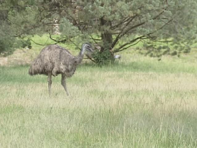 Emu, Dromaius novaehollandiae, the largest bird native to Australia walking in grassland.