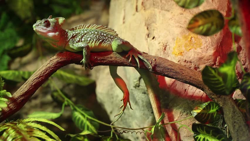 Green Basilisk Lizard (Basiliscus plumifrons)