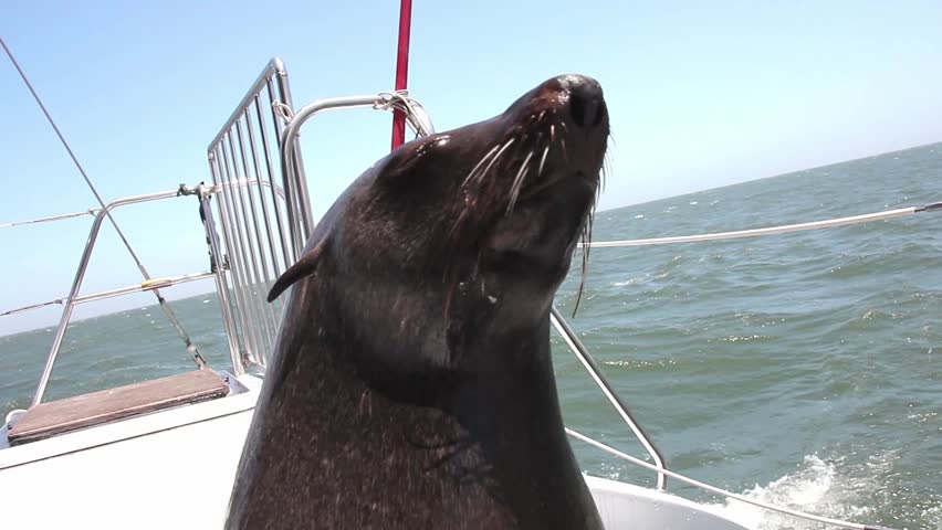 Seal sits on a swimming  boat and recovers