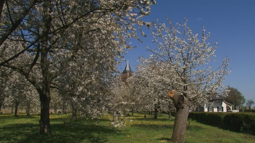 orchard in full bloom - zoom in church tower behind white blossoms. The Betuwe in Holland is famous for its fruit production.