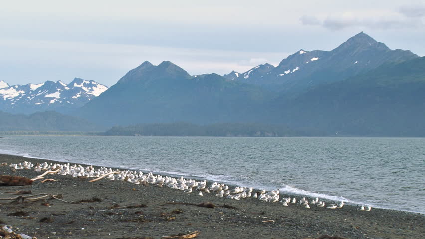 A large flock of varied gulls on a rocky beach take flight and wheel away.