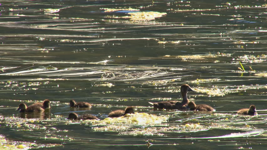 Surrounded by her brood of playful ducklings, a mother duck is wary of predators.