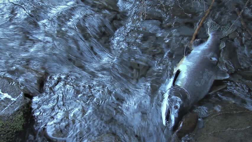 Wider overview of dead salmon with a most vacuous gaze staring skyward as clear, cold creek water rushes over its body.