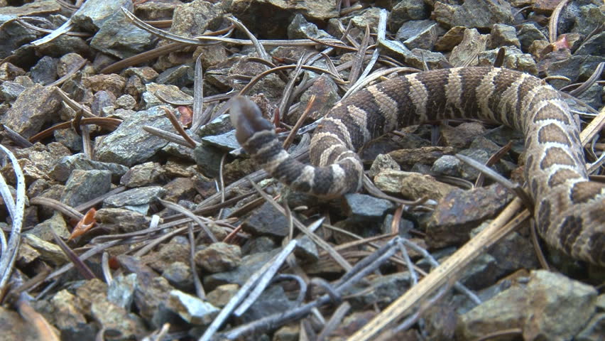 A juvenile rattlesnake, alert and at bay, seen from tail to head as camera moves left to right, tongue flickers, head bobs in preparation to strike or flee.