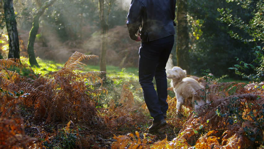 A man is exercising his dog in the forest in the beautiful early morning light.  Slow motion