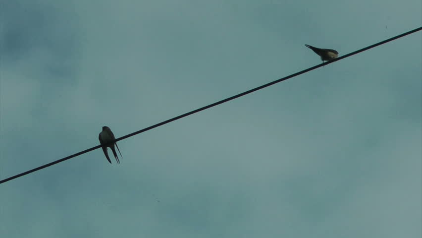 The Swallows standing on the wire
