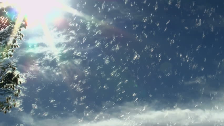 Pollen swirls off branches of desert broom plant, fills air, blue sky, sun star background. 1080p 