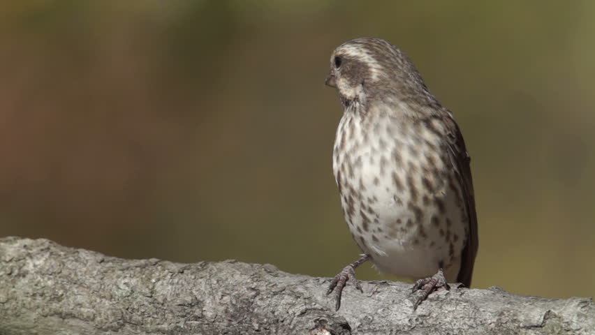 A female Purple Finch (Haemorhous purpureus) perches on a tree limb in Autumn.