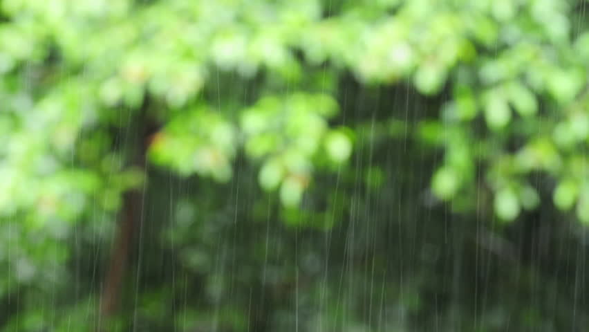 Tropical heavy rain in Panama rainforest, Panama, Central America