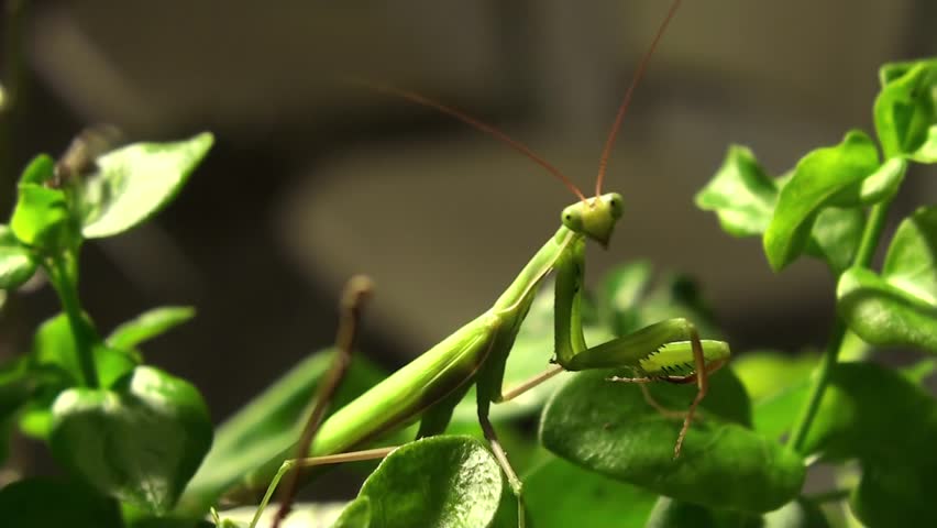 Hunting Praying mantis at night