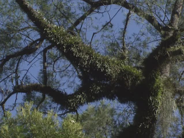 epiphytes (air plants) growing on tree branch in Barrington Tops National Park, Australia, New South Wales.