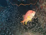 coral reef scene, squirrel fish and sweepers, red sea