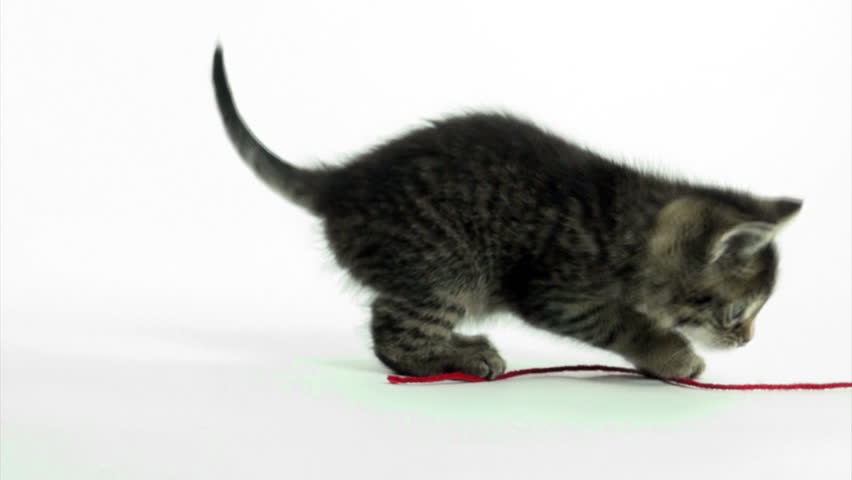 Cute pet baby tabby kittens playing and having fun 