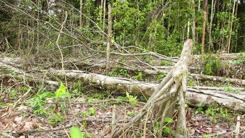 Tropical rainforest felled for slash and burn agriculture in Ecuador