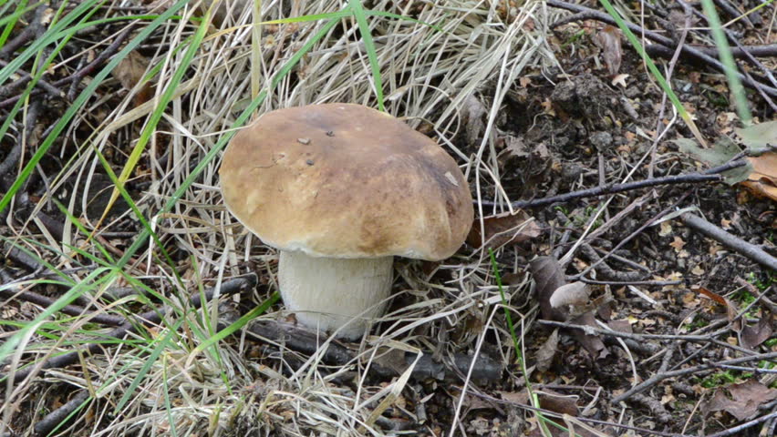 Hand gather pick up porcino penny bun boletus edulis cep mushroom in forest.