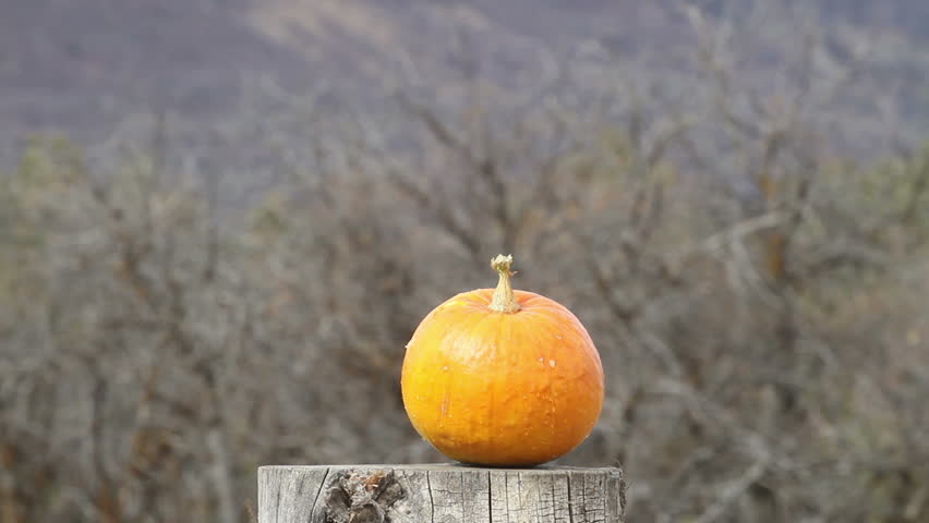 Pumpkin vegetable Halloween explodes rifle slow. Jackolantern destroyed after being shot with a high powered rifle. Destruction of fresh fruit and vegetables. Sharpshooter using a rifle to snipe.