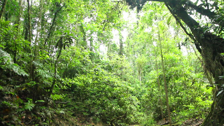Stream in primary tropical rainforest, Ecuador
