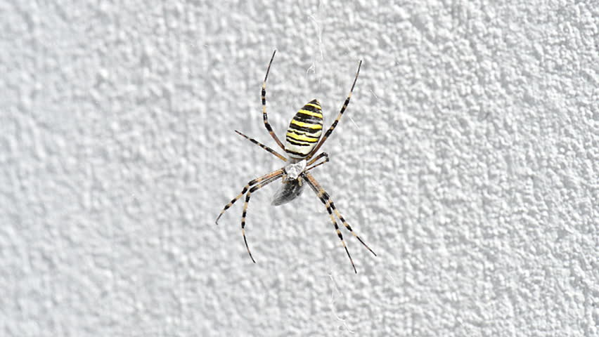 Colorful wasp Spider with its prey