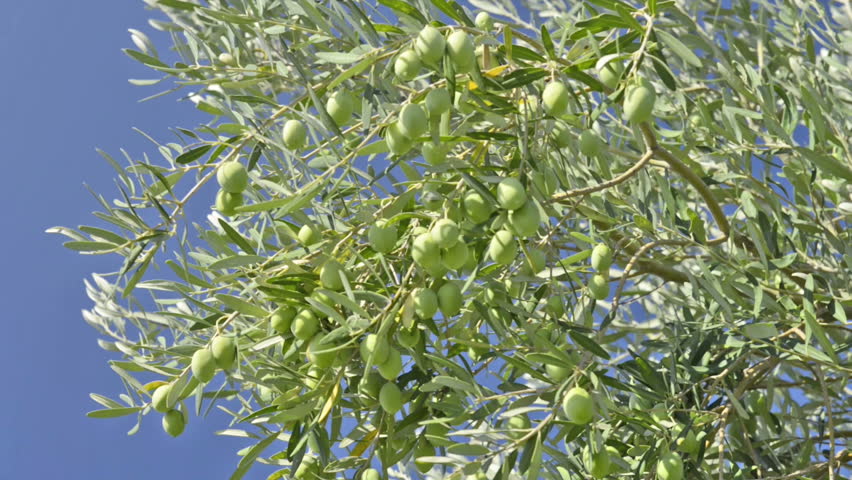 Olives blowing gently against a blue sky