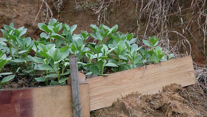 broad bean sapling in the garden