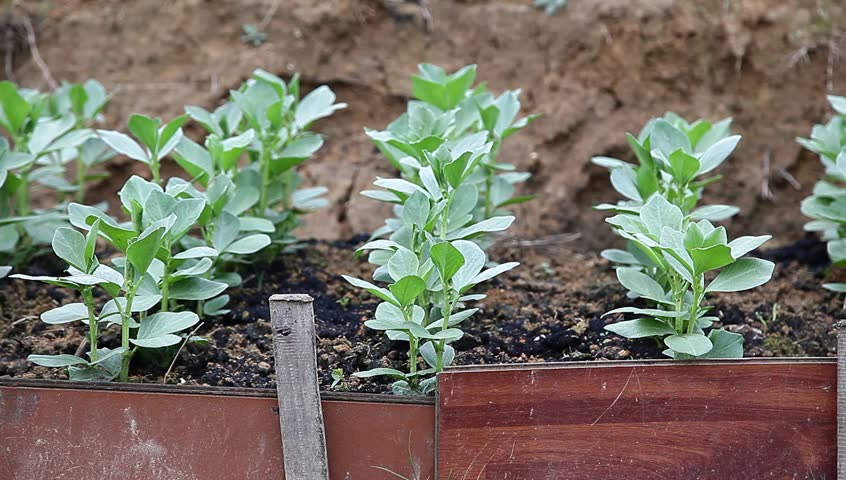 broad bean sapling in the garden