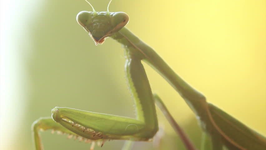Close up HD video of a subadult Praying Mantis (Chinese Mantis, Tenodera sinensis).