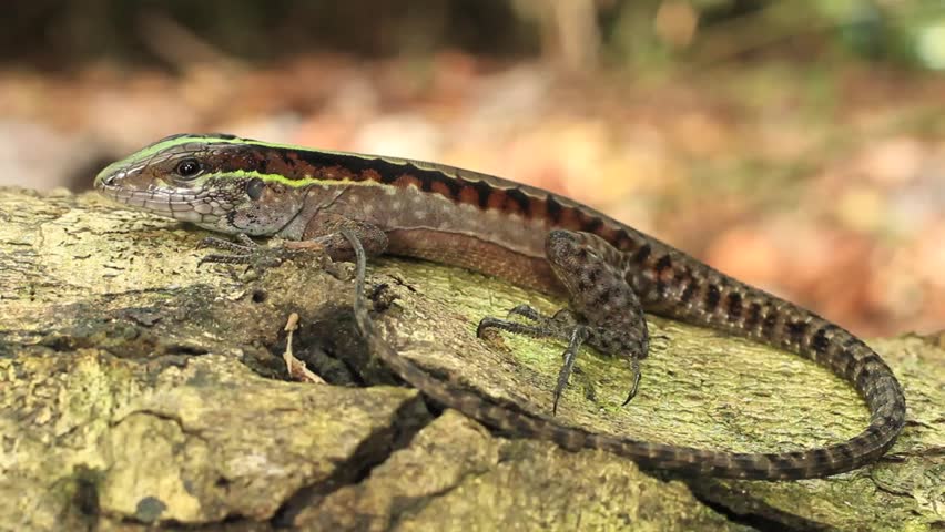Forest Whiptail (Kentropyx pelviceps) On a log in rainforest, Ecuador