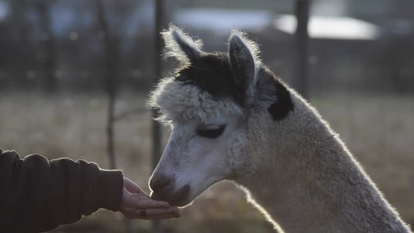 brown alpaca