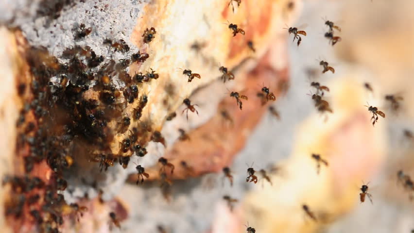 Honeybee working in the hive